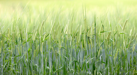 green and young barley field during sunset