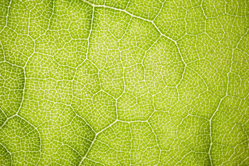 the structure of a green tree leaf as a macro background