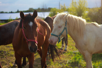 horse in the field