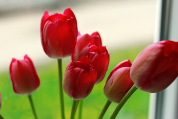 Fototapeta premium red tulips in the garden