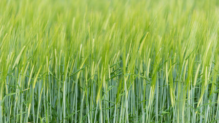 green and young barley field during sunset