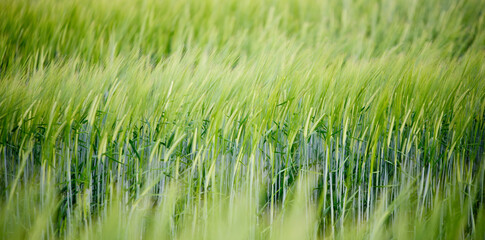 green and young barley field during sunset