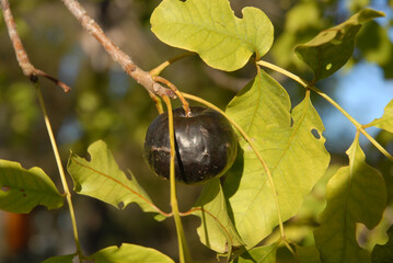 Burdekin plum, also known as Tulip plum, or Pleiogynium timorense. Ripe, edible fruit on the tree.