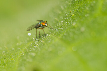 long legged fly (Condylostylus sipho)