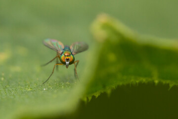 long legged fly (Condylostylus sipho)