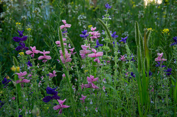 in the meadow decorative sage pink and lilac