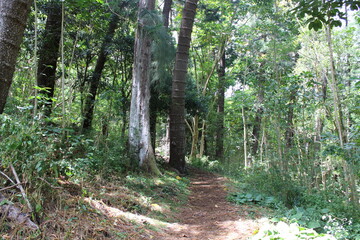 Ualaka'a Trail Tantalus Drive Oahu Island Hawaii