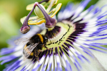 Hummel auf Passionsblume