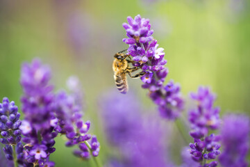Fototapeta pszczoła miodna na kwiecie lawendy obraz