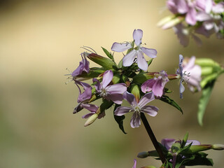 Une fleur sauvage au bord de la rivière - campanule