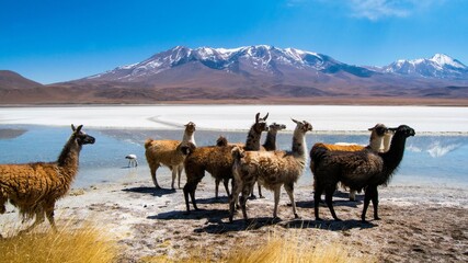Llamas in the lagoon Hedionda, Bolivia. Llamas in beautiful landscape with lake and mountains in the Bolivian desert