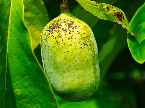 Asimina triloba, the papaw, or pawpaw fruit is a common tree in Appalachia. 