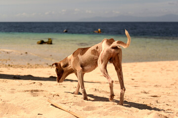 dog at the beach