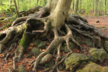 Landscape in the forest (autumn) in La fageda d'en Jordà (Olot, Catalonia) / Paisaje de un bosque 