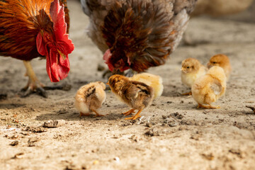 Closeup of a mother chicken with its baby chicks on the farm. Hen with baby chickens
