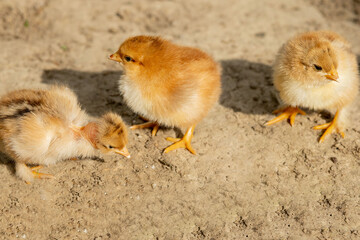 portrait of Easter little fluffy yellow chicken walking in the yard of the village on a Sunny spring day