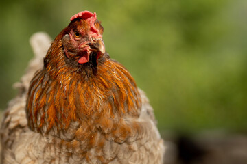 Red Chicken in Profile on Bright Green Background