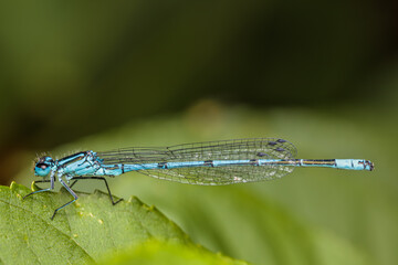 dragonfly on a green leaf