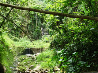 Stream. Jungle