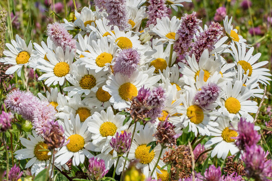 blumen