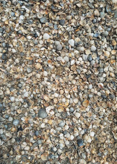 The texture of small and large, multi-colored sea shells with gray sand. Photograph, top view.