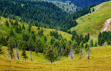 A beautiful landscape on the red mountain with  firs,  forest and dead trees.