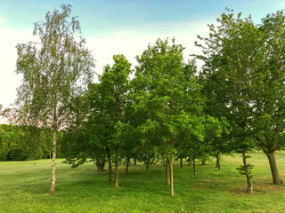 Tree group on grass field in England