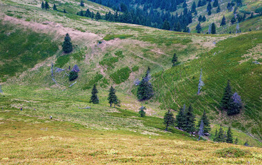 A beautiful landscape on the red mountain with people picking berries, firs and dead trees.