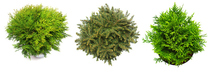 Collection fir, spruce and thuja isolated on white background. Conifers. Christmas tree. New Year....