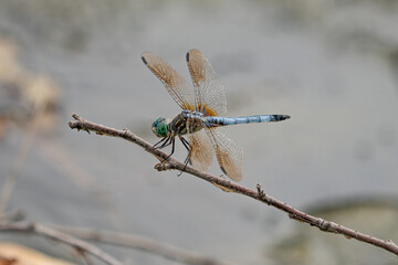 Dragonfly