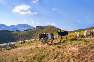 A beautiful landscape with the Red mountain peak, flock of sheep, two donkeys.