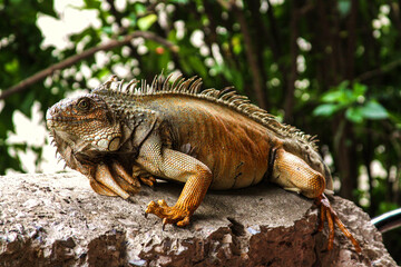 galapagos land iguana
