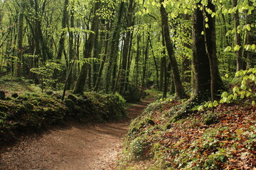 Landscape in the forest (autumn) in La fageda d'en Jordà (Olot, Catalonia) / Paisaje de un bosque 