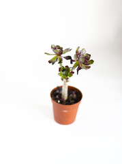 isolated succulent plant in white background
