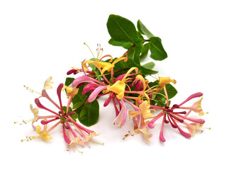 Honeysuckle lonicera periclymenum flower isolated on a white background