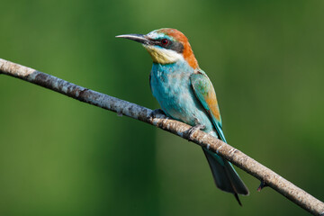 Golden bee-eater sitting on a branch