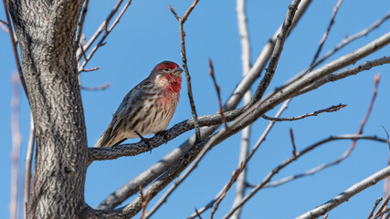 House Finch (Haemorhous mexicanus) bird perched on a tree branch wildlife background