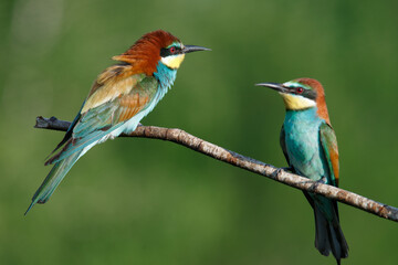 European bee-eater, merops apiaster. on a Sunny morning, two birds are sitting on a branch.