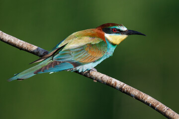 Golden bee-eater sitting on a branch