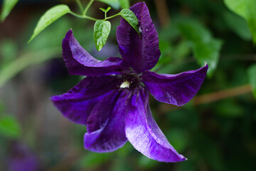 purple flower in a garden on a summer's night 