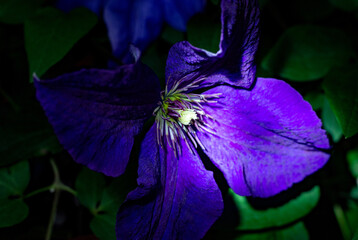 violet flower on a garden night