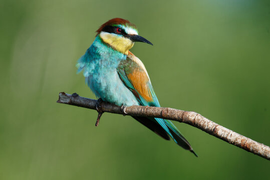 Golden bee-eater sitting on a branch