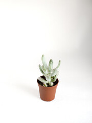 isolated succulent plant in white background