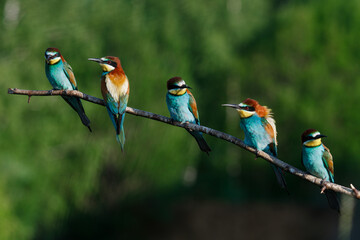 European bee-eater, merops apiaster. on a summer morning, five birds are sitting on a branch.