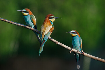 European bee-eater, merops apiaster.on Sunny morning, three birds are sitting on a branch.