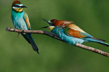 European bee eater Merops apiaster screaming at each other