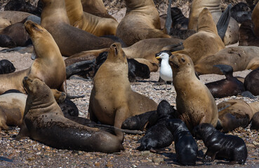 Fototapeta premium Sea lion colony with young animals on an island, Patagonia, Argentina