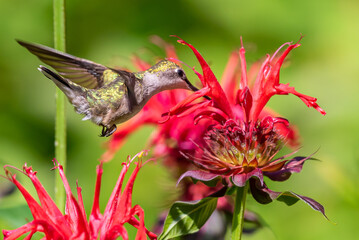 Ruby throated hummingbird feeding from red monarda bee balm flower in garden