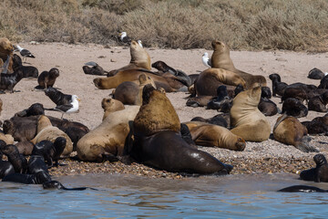 Sea lion colony with young animals on an island, Patagonia, Argentina