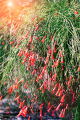 Russelia equisetiformis, Firecracker plant in sunlight. Exotic flowers, selective focus
